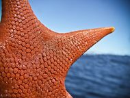 Sea star.jpg